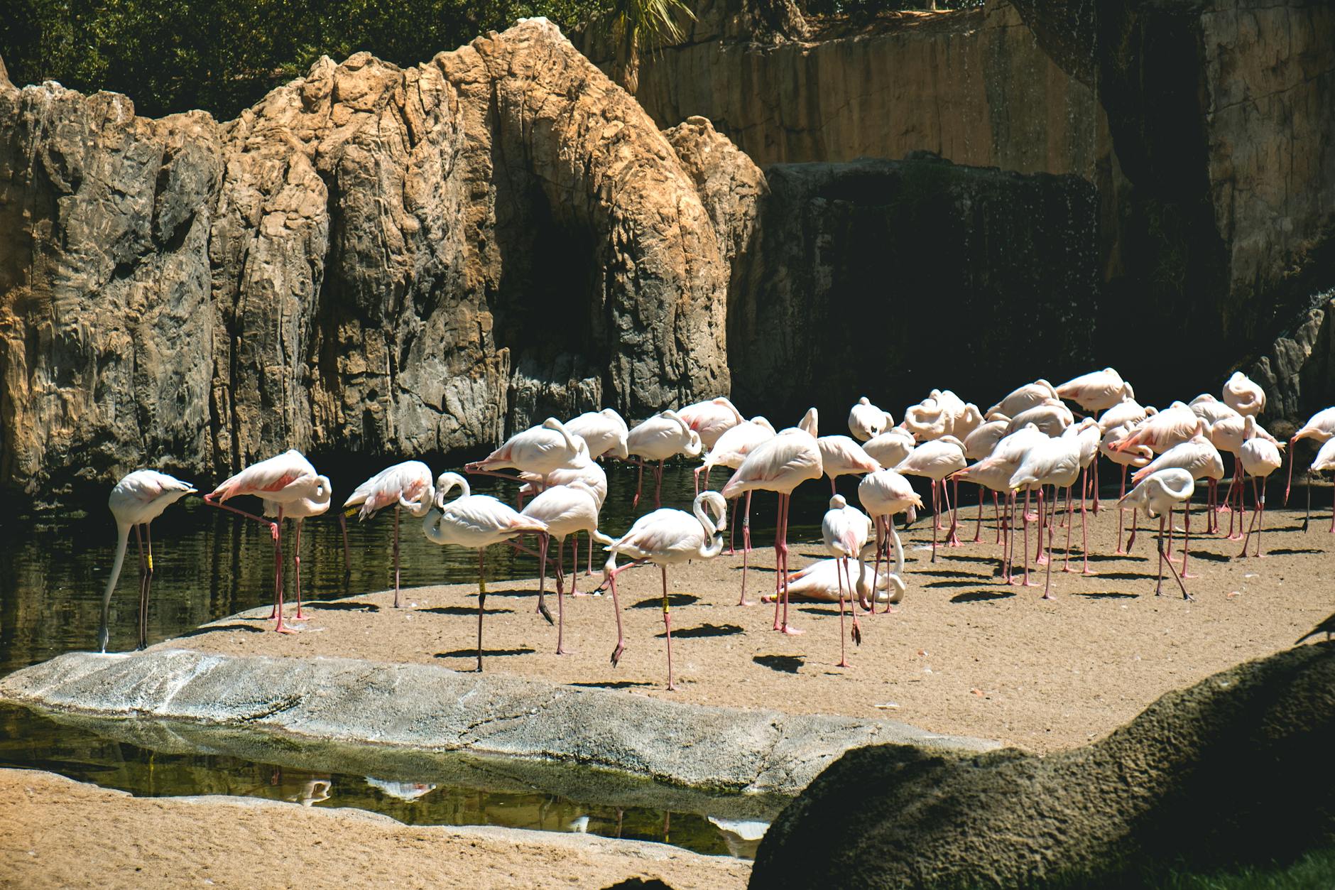 Hidden gems Milan flamingos in the garden of Palazzo Invernizzi